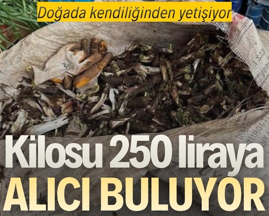 Doğada kendiliğinden yetişiyor: Kilosu 250 liraya alıcı buluyor