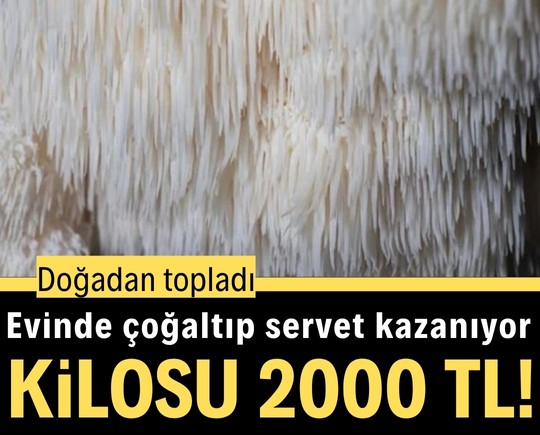 Doğadan topladı, evinde çoğaltıp servet kazanıyor: Kilosu 2000 TL!