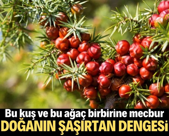 Doğanın şaşırtan dengesi! Bu kuş ve bu ağaç birbirine mecbur