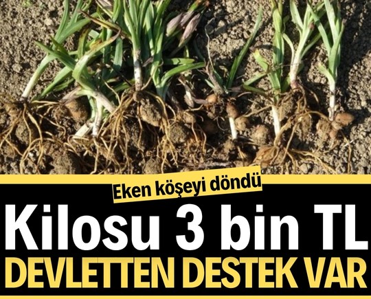 Eken köşeyi döndü! Kilosu tam 3 bin TL, üstelik devletten destek var