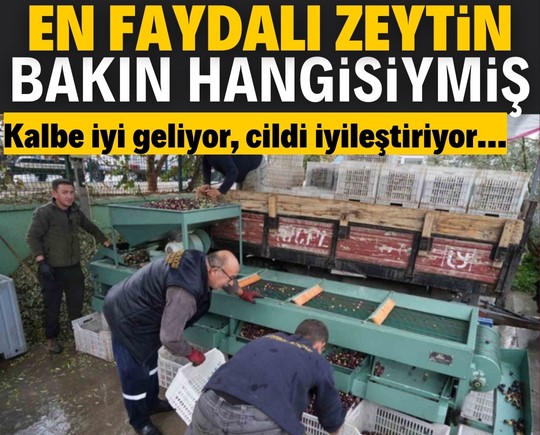 En faydalı zeytin bakın hangisiymiş? Kalbe iyi geliyor, cildi iyileştiriyor…