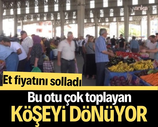 Et fiyatını solladı: Bu otu çok toplayan köşeyi dönüyor