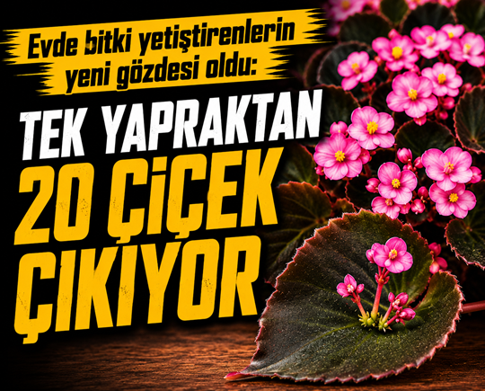 Evde bitki yetiştirenlerin yeni gözdesi oldu: Tek yapraktan 20 çiçek çıkıyor