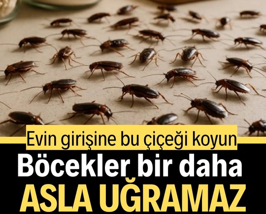 Evin girişine bu çiçeği koyun: Böcekler bir daha asla uğramaz