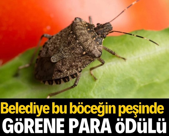 Görene para ödülü! Belediye bu böceğin peşinde