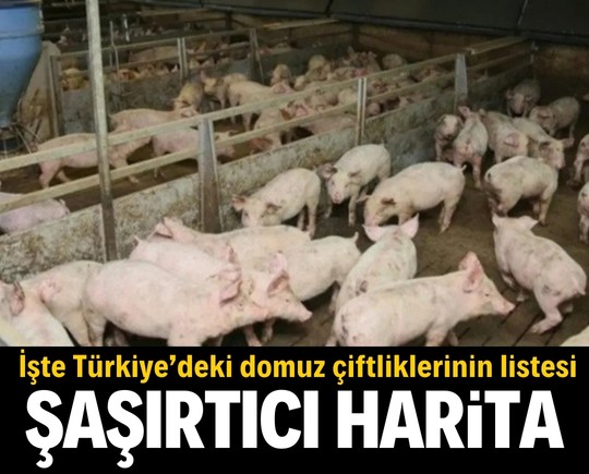 Haritaya bakınca şaşıracaksınız! İşte Türkiye’deki domuz çiftliklerinin listesi