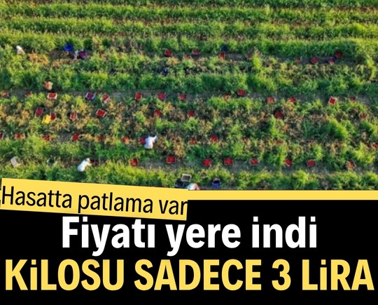 Hasatta patlama var! Fiyatı yere indi, kilosu sadece 3 lira