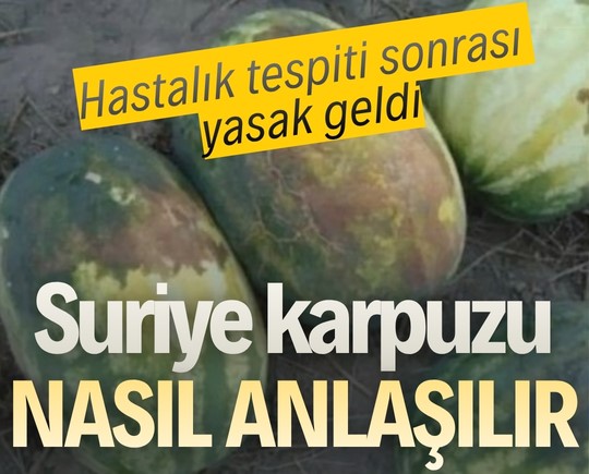 Hastalık tespiti sonrası yasak geldi: Suriye karpuzu nasıl anlaşılır?