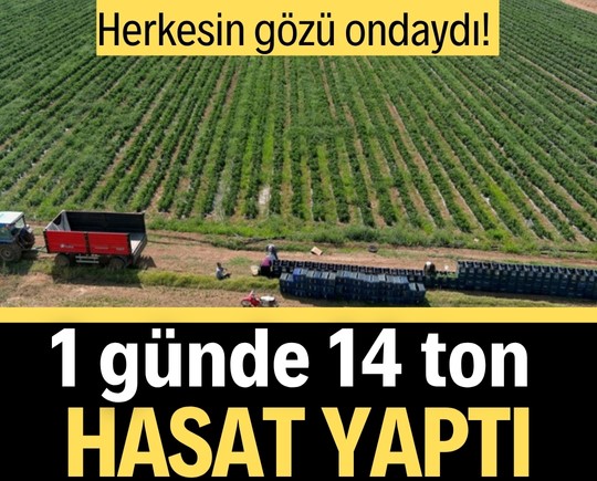 Herkesin gözü ondaydı! 1 günde 14 ton hasat yaptı