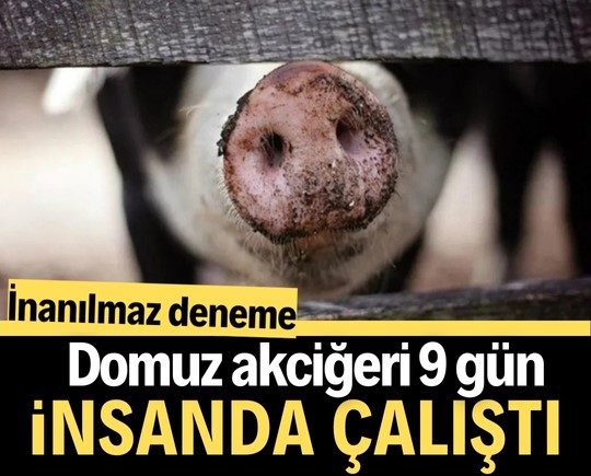 İnanılmaz deneme: Domuz akciğeri 9 gün insanda çalıştı