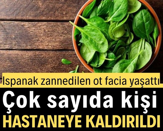 Ispanak zannedilen ot facia yaşattı: Çok sayıda kişi hastaneye kaldırıldı