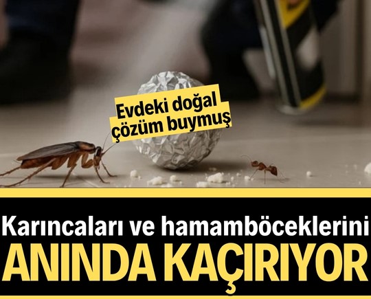 Karıncaları ve hamamböceklerini anında kaçırıyor! Evdeki doğal çözüm buymuş