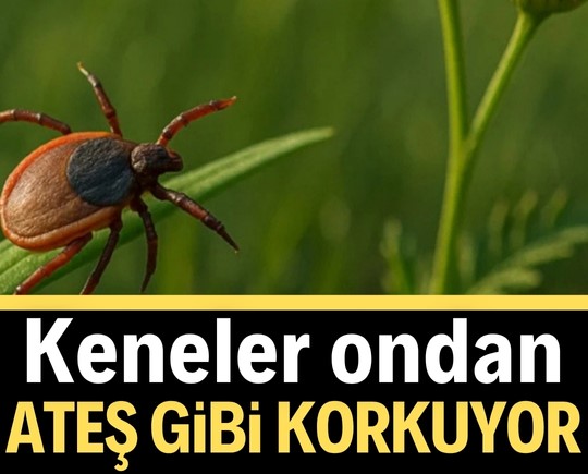 Keneler ondan ateş gibi korkuyor