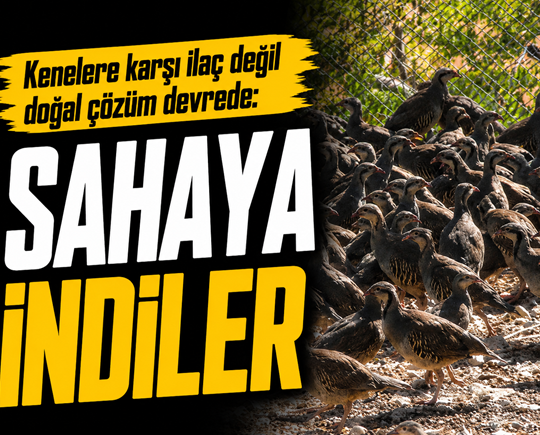 Kenelere karşı ilaç değil doğal çözüm devrede: Sahaya indiler
