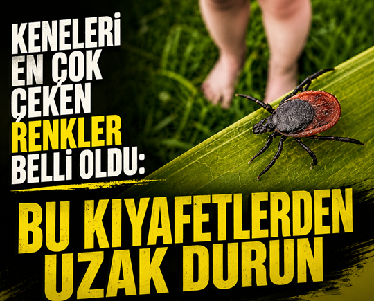 Keneleri en çok çeken renkler belli oldu: Bu kıyafetlerden uzak durun