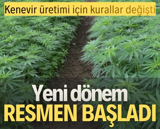 Kenevir üretimi için kurallar değişti: Yeni dönem resmen başladı