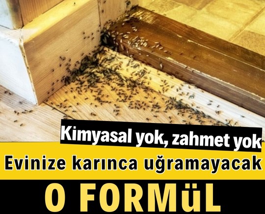 Kimyasal yok, zahmet yok! Evinize karınca uğramayacak o formül