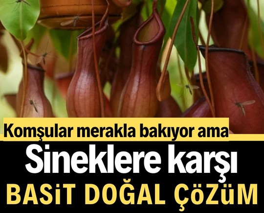 Komşular merakla bakıyor: Sineklere karşı basit doğal çözüm