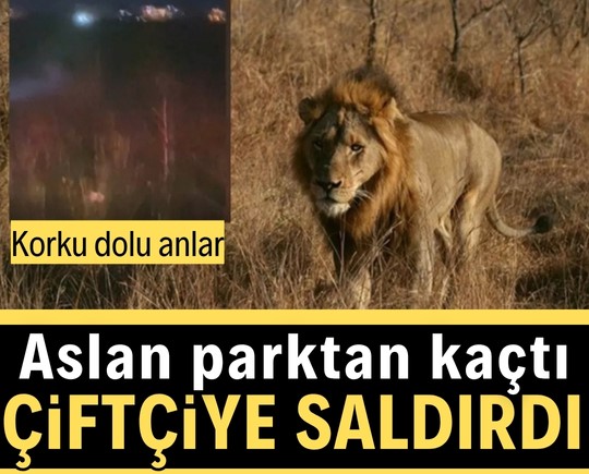 Korku dolu anlar: Aslan parktan kaçtı, çiftçiye saldırdı!