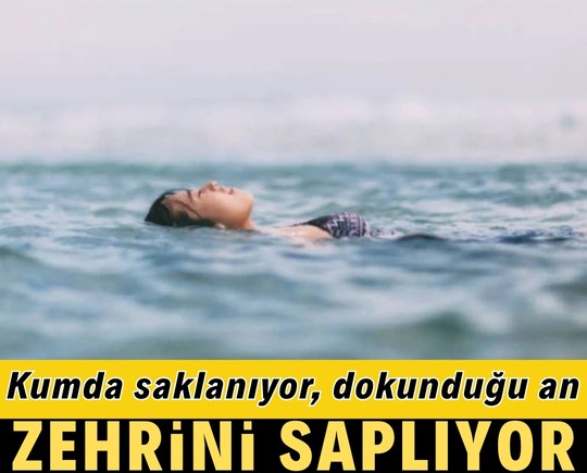 Kumda saklanıyor, dokunduğu an zehrini saplıyor!