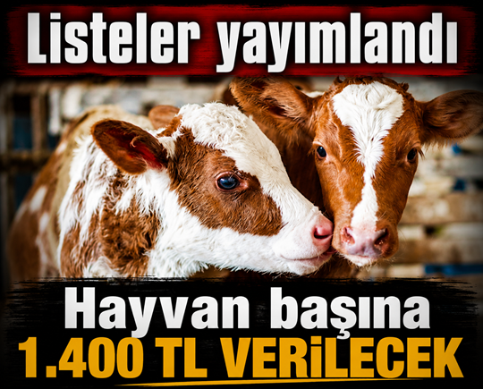 Listeler yayımlandı! Hayvan başına 1.400 TL verilecek