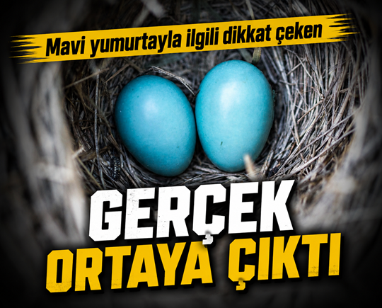 Mavi yumurtayla ilgili dikkat çeken gerçek ortaya çıktı