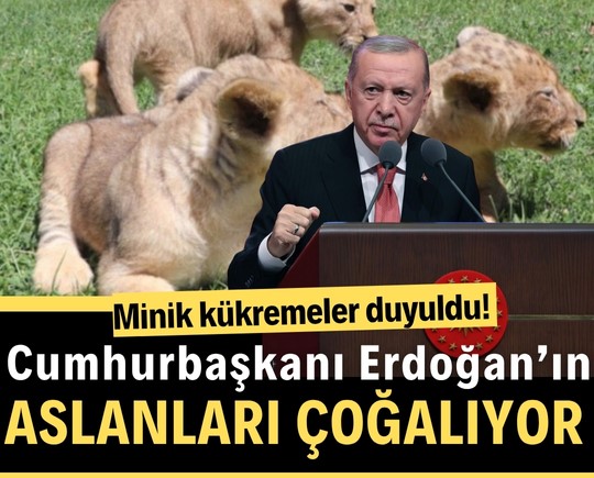 Minik kükremeler duyuldu! Cumhurbaşkanı Erdoğan’ın aslanları çoğalıyor