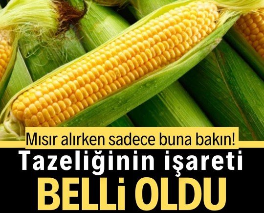 Mısır alırken sadece buna bakın! Tazeliğinin işareti belli oldu