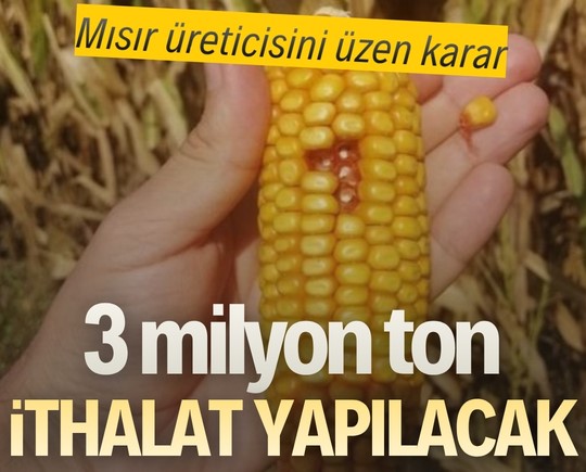 Mısır üreticisini üzen karar: 3 milyon ton ithalat yapılacak