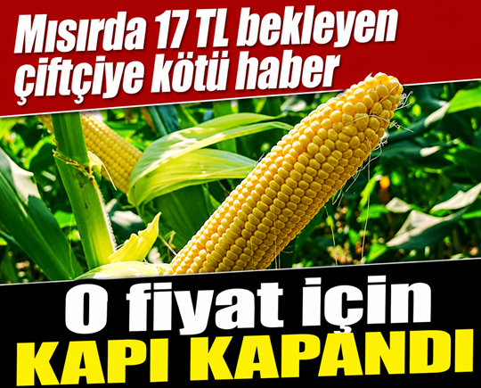 Mısırda 17 TL bekleyen çiftçiye kötü haber: O fiyat için kapı kapandı