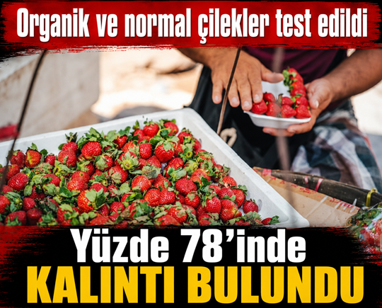 Organik ve normal çilekler test edildi! Yüzde 78’inde kalıntı bulundu