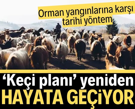 Orman yangınlarına karşı tarihi yöntem! ‘Keçi planı’ yeniden hayata geçiyor