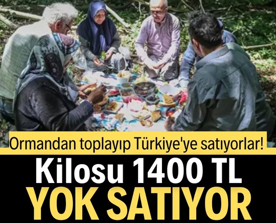 Ormandan toplayıp Türkiye'ye satıyorlar! Kilosu 1400 TL, yok satıyor
