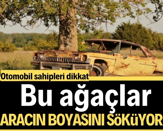Otomobil sahipleri dikkat: Bu ağaçlar aracın boyasını mahvediyor