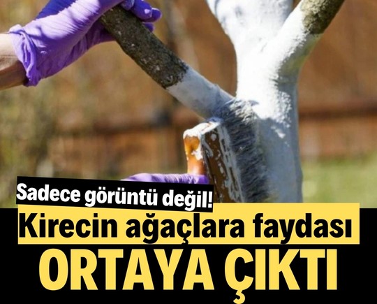 Sadece görüntü değil! Kirecin ağaçlara faydası ortaya çıktı