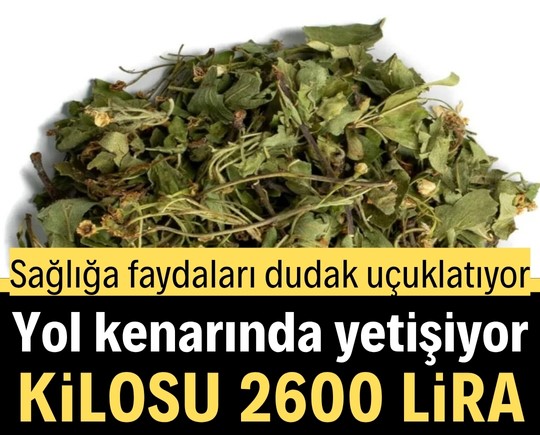 Sağlığa faydaları dudak uçuklatıyor: Yol kenarında yetişiyor, kilosu 2600 lira