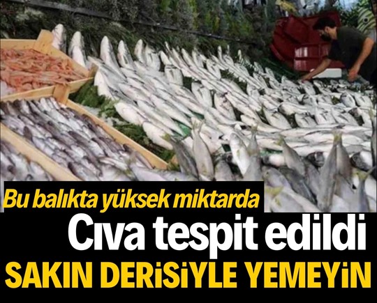 Sakın derisiyle yemeyin! Bu balıkta yüksek miktarda cıva tespit edildi