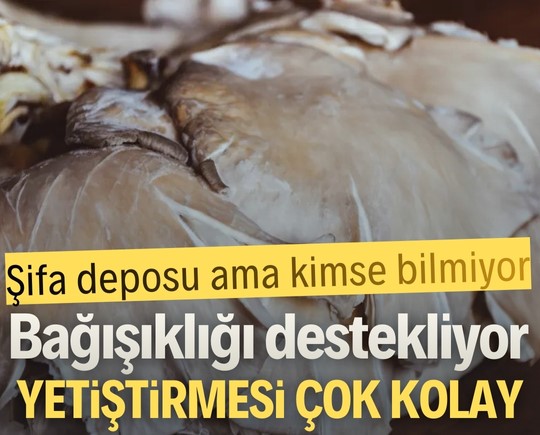 Şifa deposu ama kimse bilmiyor: Bağışıklığı destekliyor, yetiştirmesi çok kolay