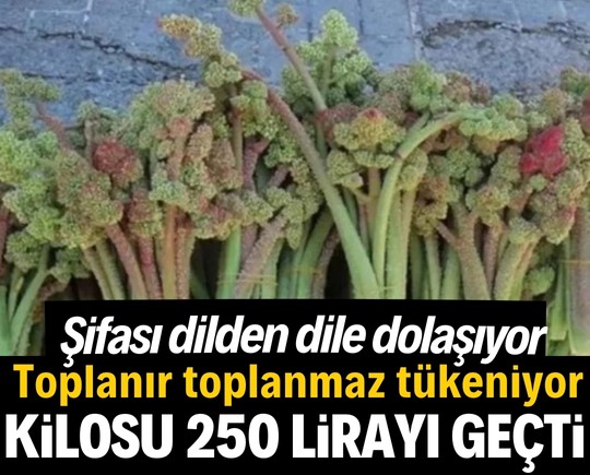 Şifası dilden dile dolaşıyor, toplanır toplanmaz tükeniyor! Kilosu 250 lirayı geçti…