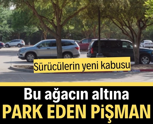 Sürücülerin yeni kabusu: Bu ağacın altına park eden pişman