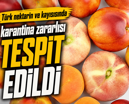 Türk nektarin ve kayısısında karantina zararlısı tespit edildi