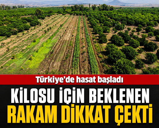 Türkiye’de hasat başladı: Kilosu için beklenen rakam dikkat çekti