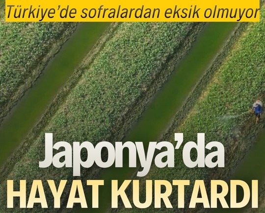 Türkiye’de sofralardan eksik olmuyor: Japonya’da hayat kurtardı