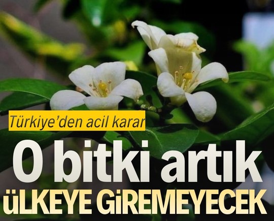 Türkiye’den acil karar: O bitki artık ülkeye giremeyecek