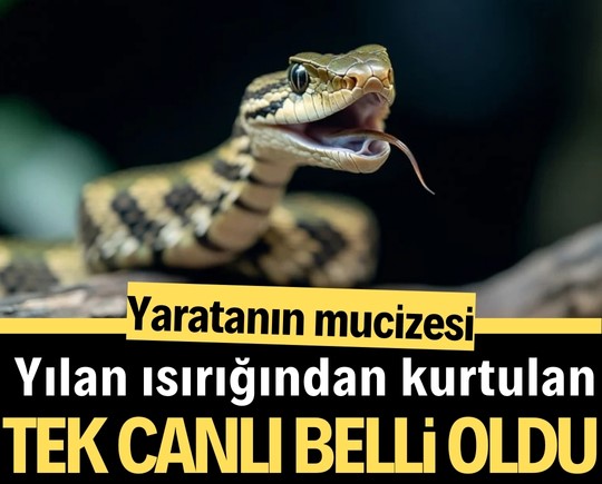 Yaratanın mucizesi: Yılan ısırığından kurtulan tek canlı belli oldu